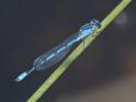 Enallagma civile (Familiar Bluet).jpg